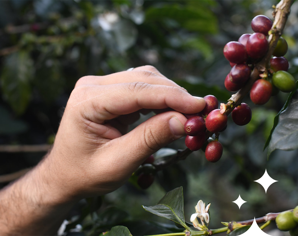 A farmer picks ripe coffee berries off of a coffee tree.