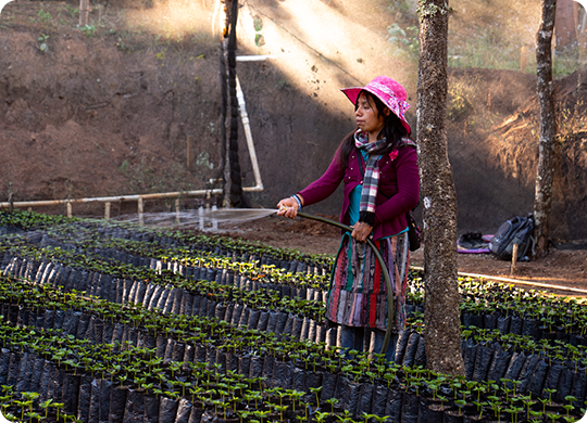 A coffee farmer waters coffee saplings while wearing a festive hat.